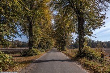 Gmina postawiła się drogowcom. Drzewa unikną piły