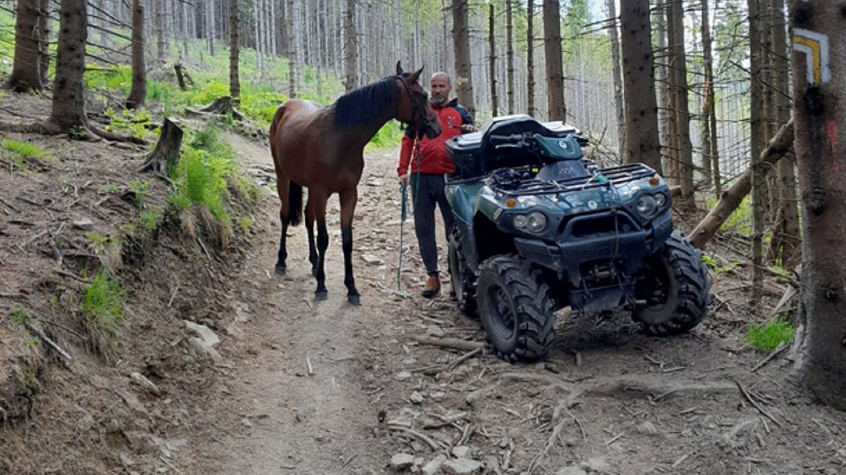 Na szlaku znaleziono konia.