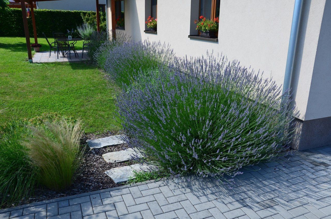 Naturalne i magiczne nawozy dla lawendy