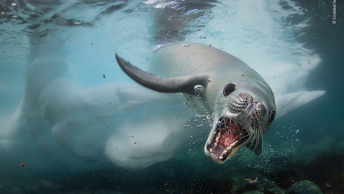 Panasonic przyzna nagrodę publiczności w konkursie Wildlife Photographer of the Year 1