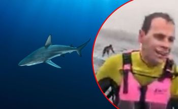 Rekin ścigał hydrofoilerów u wybrzeży Santa Barbara. Jest nagranie