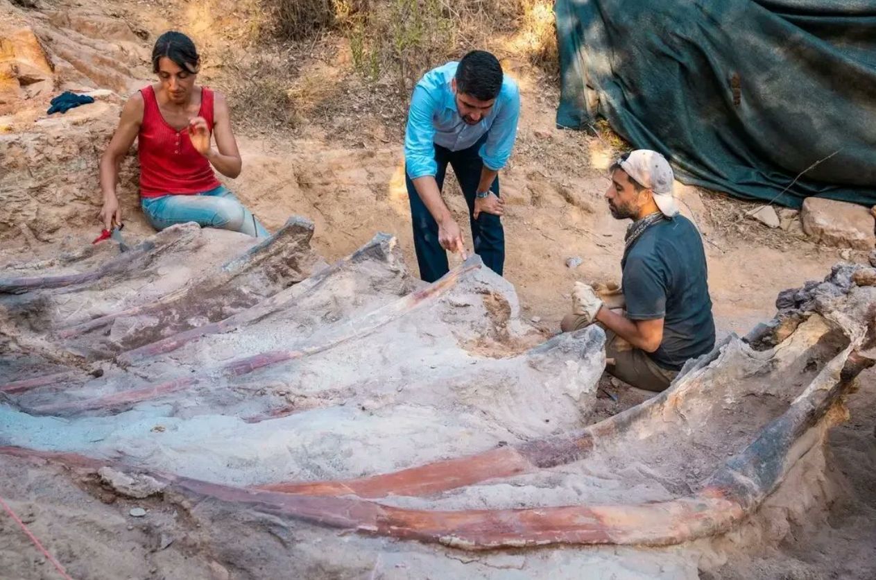 Historyczne odkrycie w Portugalii. W jednym z ogródków odnaleziono szkielet dinozaura