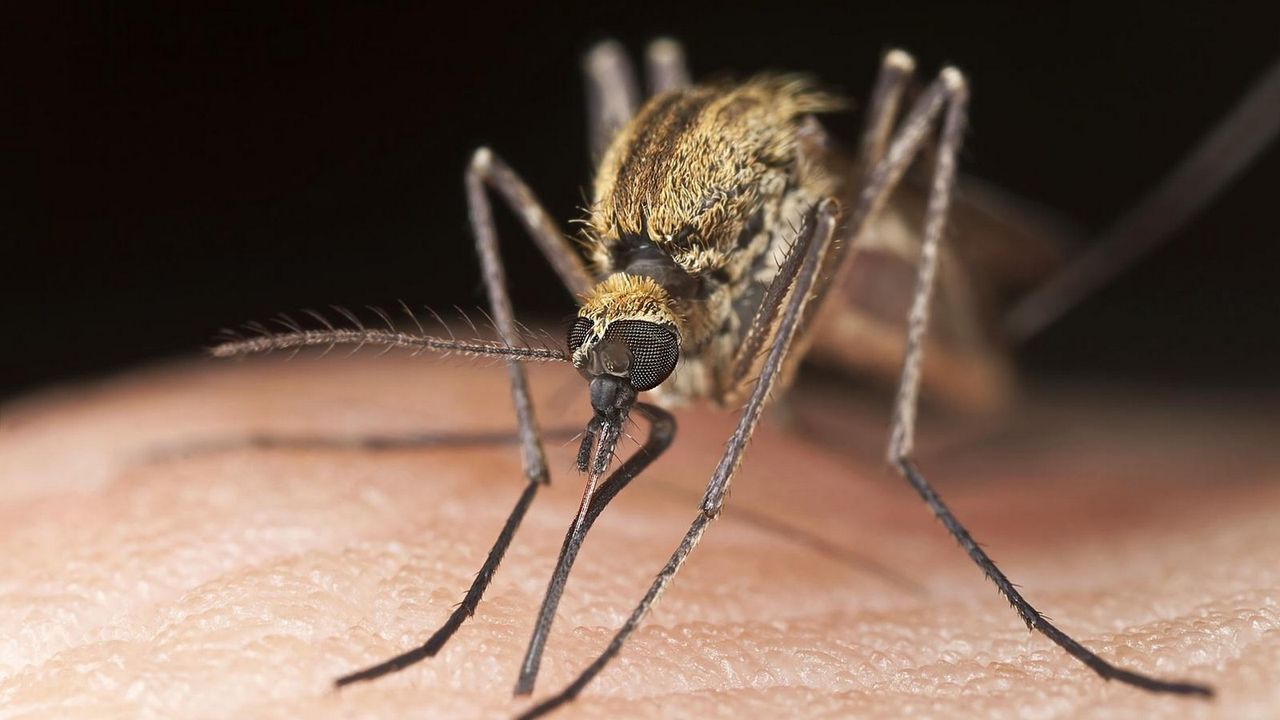 ThermaCell: odstraszacz komarów zasilany gazem