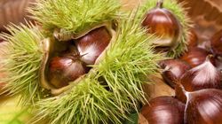 Kasztanowiec zwyczajny -  właściwości zdrowotne, zastosowanie