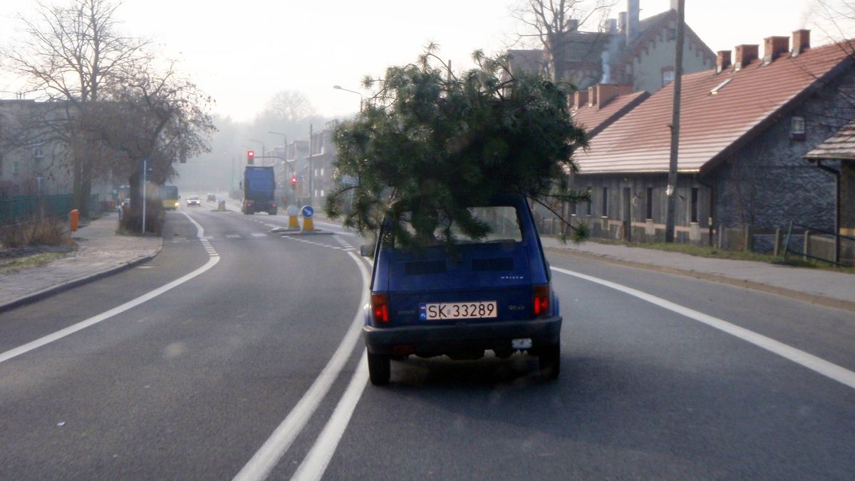 Wiele osób wozi choinkę na dachu. Jest to najlepsza metoda, ale nie każdy wie, jak to zrobić bezpiecznie i zgodnie z prawem.