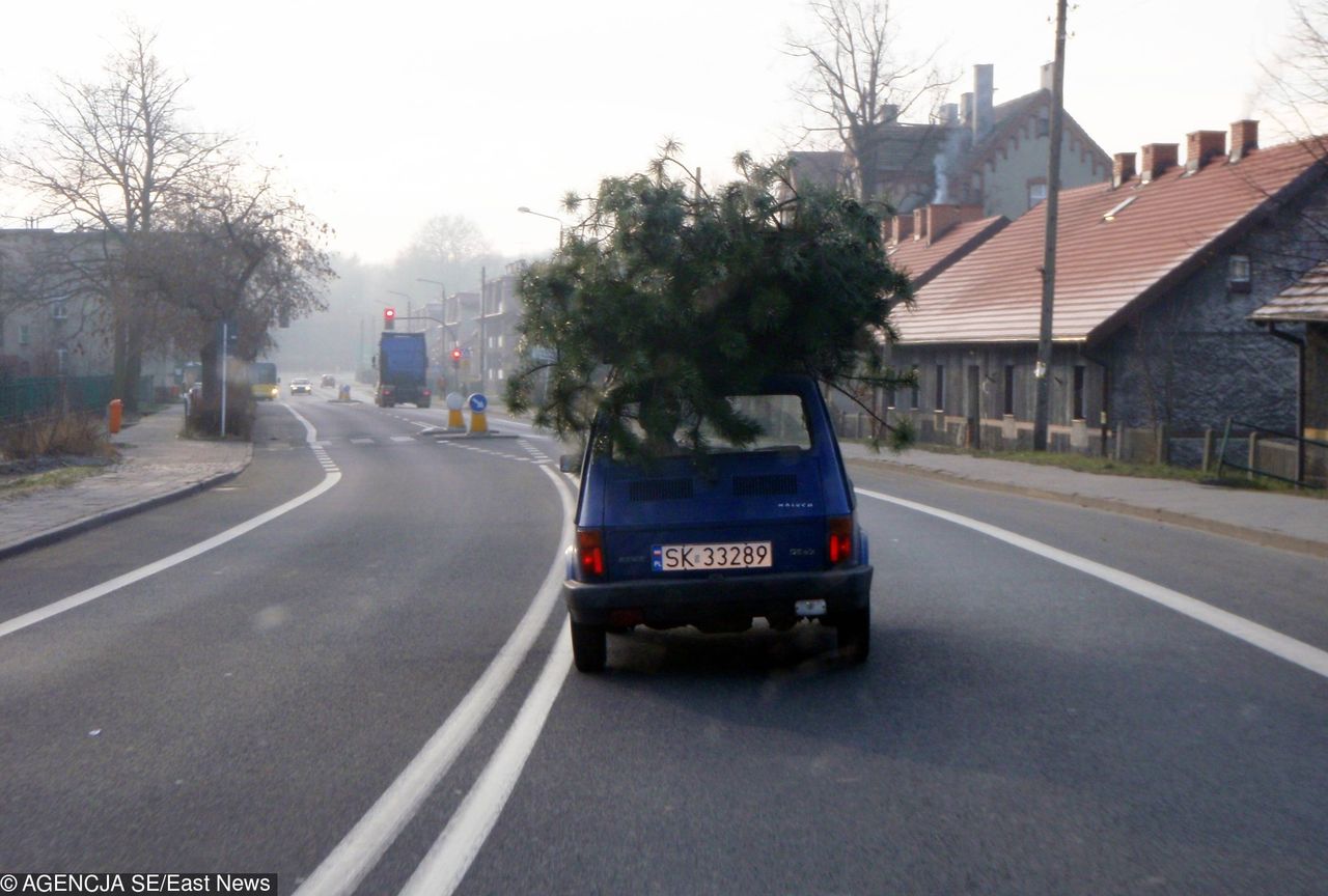 Wiele osób wozi choinkę na dachu. Jest to najlepsza metoda, ale nie każdy wie, jak to zrobić bezpiecznie i zgodnie z prawem.