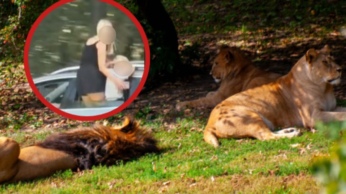 Screen z nagrania w zoo w Czechach - wideo wzbudziło w sieci duż