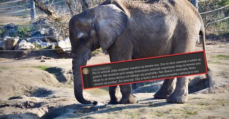 Słonica zmarła, ludzie wydali wyrok w komentarzach. Zoo odpowiada