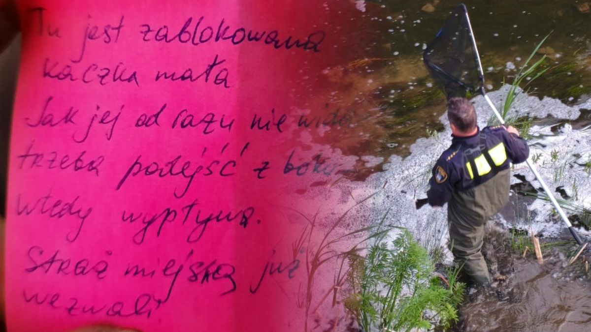 Strażnicy uratowali młodą kaczkę.