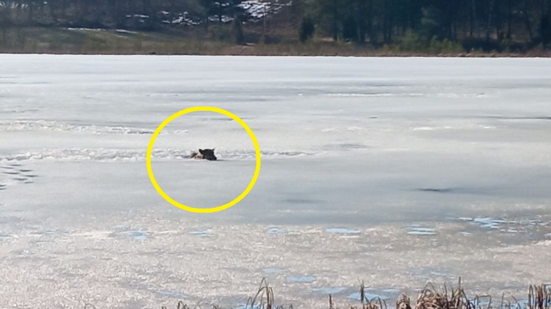 Pod wilkiem załamał się lód, drapieżnik nie mógł wydostać się samodzielnie 
