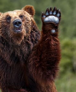 Niedźwiedź zrobił selfie kamerką GoPro. Internauci zauroczeni