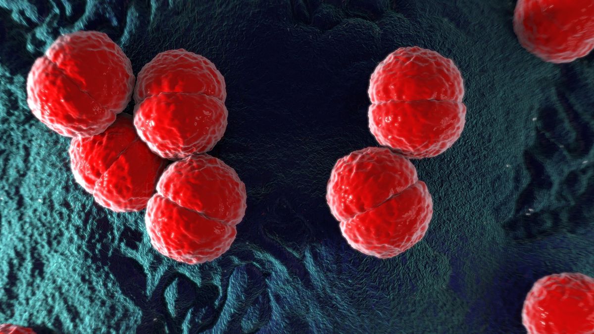 Bakterie meningokokowe powodują zapalenie np. skóry, układu trawiennego lub oddechowego.