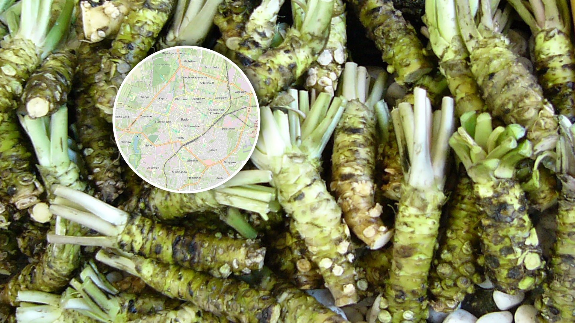 Prawdziwe wasabi rośnie w Polsce. Kilogram kosztuje choćby 1500 zł