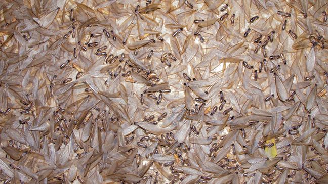 Mole spożywcze mogą powodować alergie