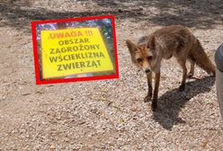 Wydano ostrzeżenie. Wścieklizna w jednym z województw