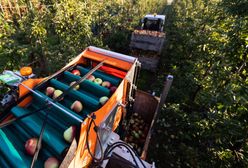 Rewolucja w polskich sadach. Oto jak zbiera się teraz jabłka