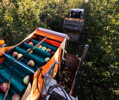 Rewolucja w polskich sadach. Oto jak zbiera się teraz jabłka