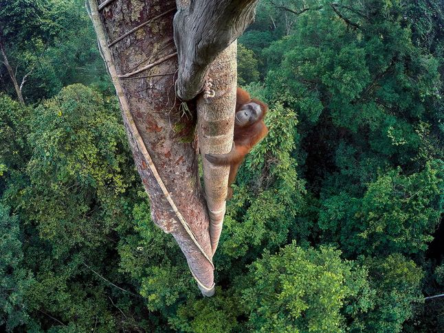 Zwycięzcą konkursu został amerykański fotograf, Tim Laman, który może już teraz poszczycić się tytułem Wildlife Photographer of the Year 2016. Jego zdjęcie „Entwined Lives” przedstawia silnie zagrożonego wyginięciem orangutana borneańskiego, wchodzącego po jednym z drzew w indonezyjskim lesie deszczowym.