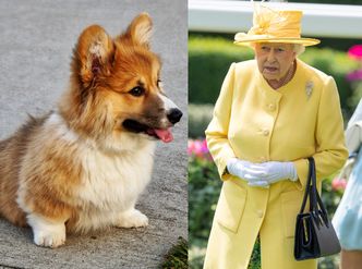 Nie żyje pies królowej Elżbiety II! "JEST ZDRUZGOTANA"