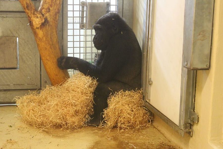 Nowi mieszkańcy warszawskiego zoo (ZDJĘCIA)