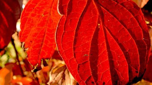 Długi listopadowy weekend 1