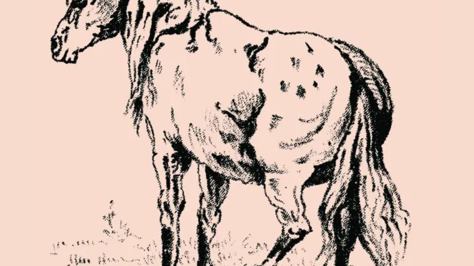 Iluzja optyczna sprzed 144 lat. Znajdź twarz