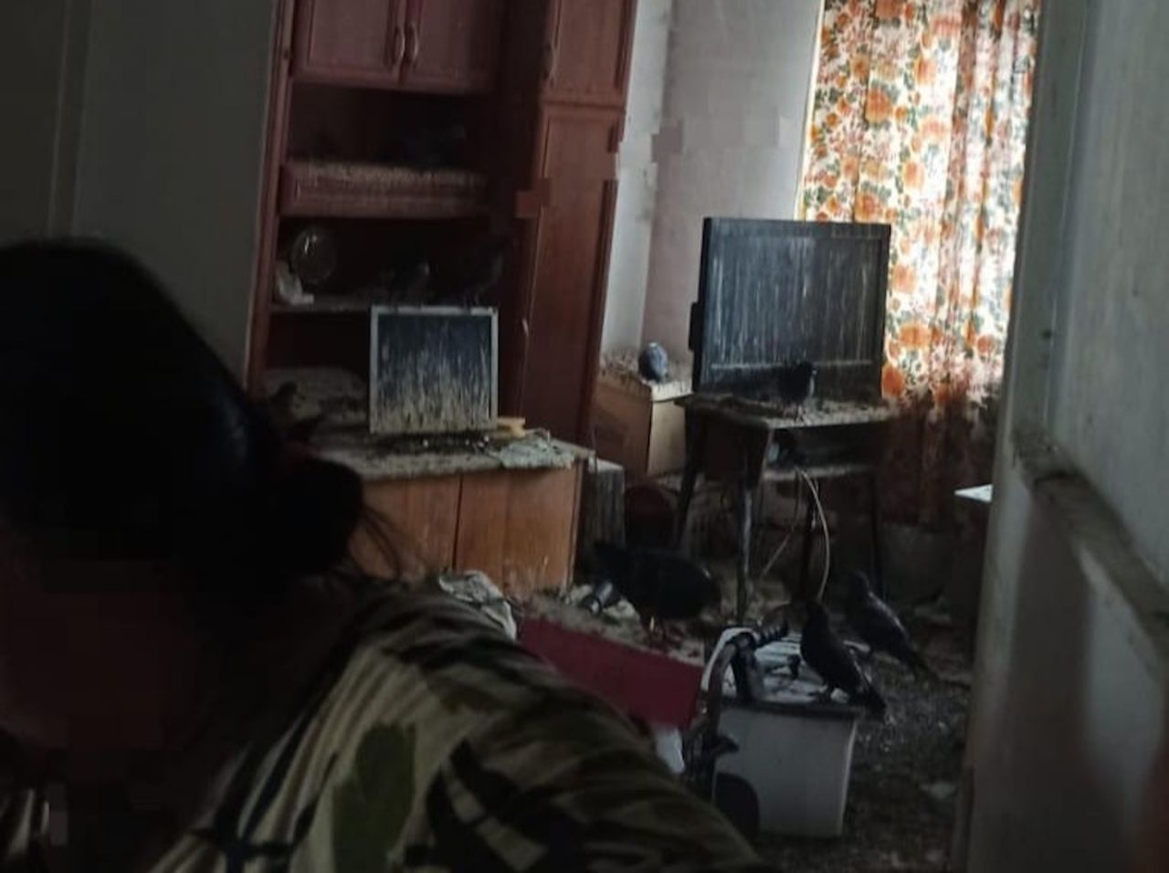 Mieszkanie zamienione w gołębnik. Kobieta w końcu otworzyła drzwi