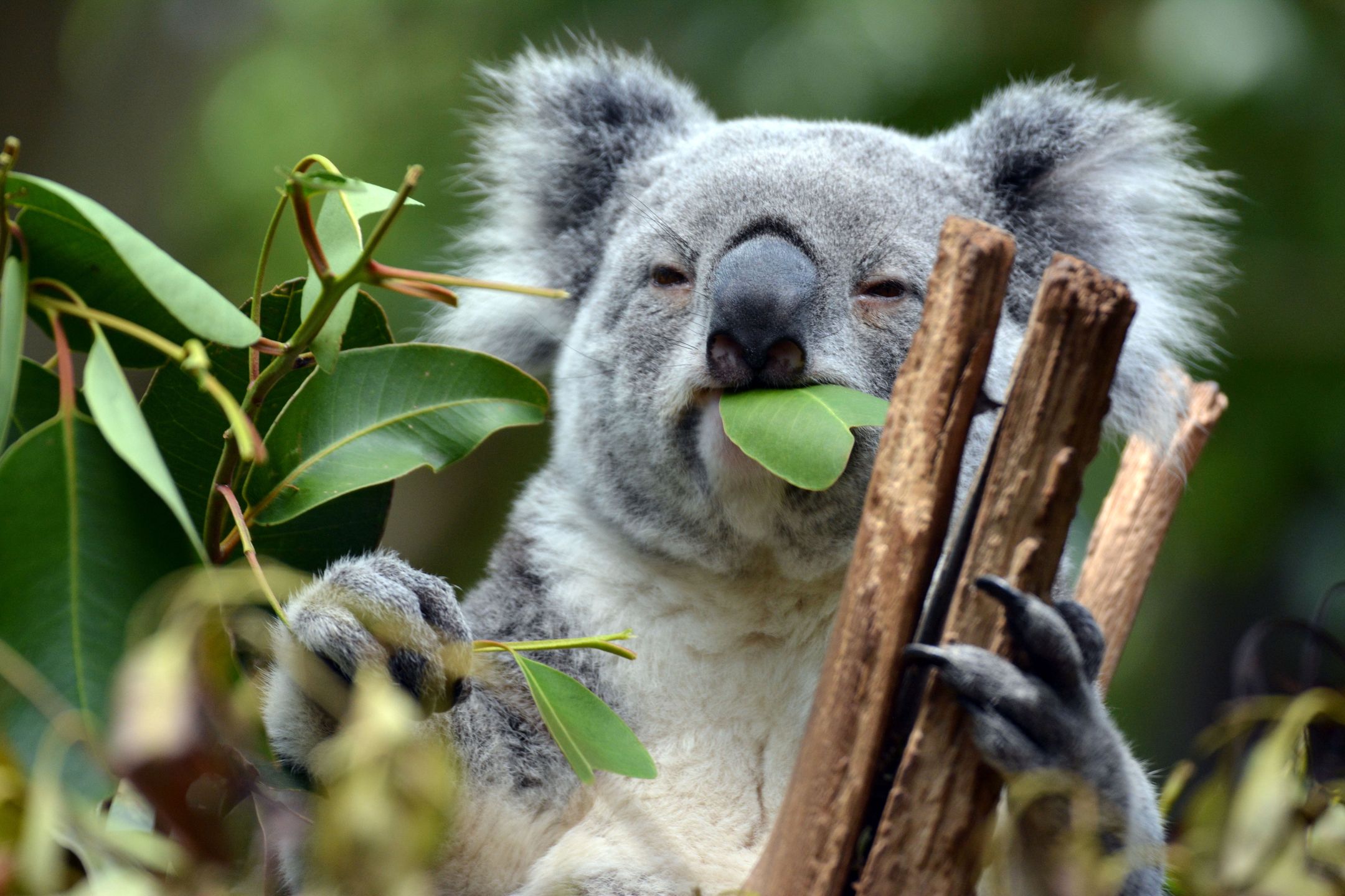 Koala wyrządził Australijczykowi spore szkody 