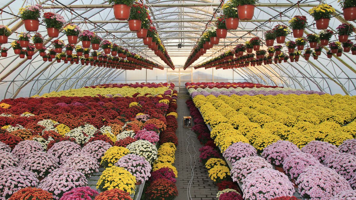 Osoby, które chciałby zaoszczędzić na chryzantemach, powinny udać się do mniejszych miejscowości 
