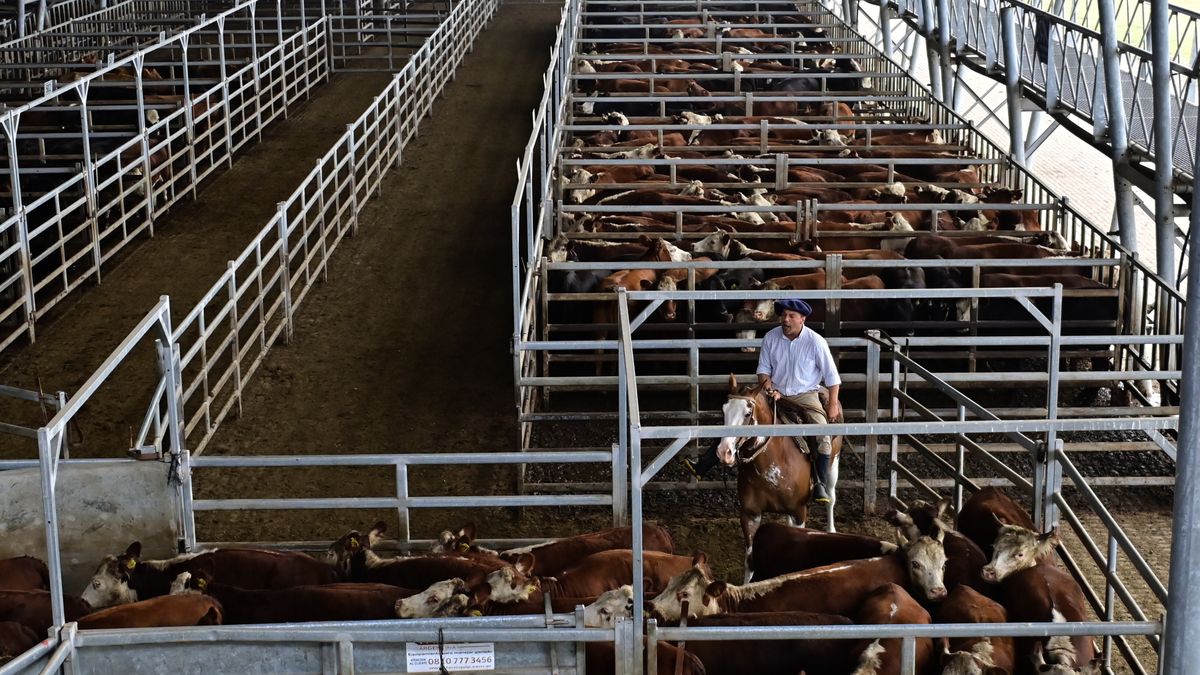 A man herds cattle at the Agricultural Market in Canuelas, Argentina 14 January 2026 (issued 15 January 2026). Argentina, one of the world's largest producers and exporters of beef, hopes that the free trade agreement between the European Union (EU) and Mercosur, which is set to be signed next 17 January, will boost its livestock sector through preferential access to the European market. EPA/MATIAS MARTIN CAMPAYA Dostawca: PAP/EPA.