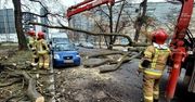 Dolny Śląsk: Silny wiatr. Lepiej unikać parkowania pod drzewami