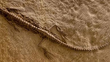 Najstarsza ciąża, czyli embrion morskiego gada sprzed 280 mln lat 1