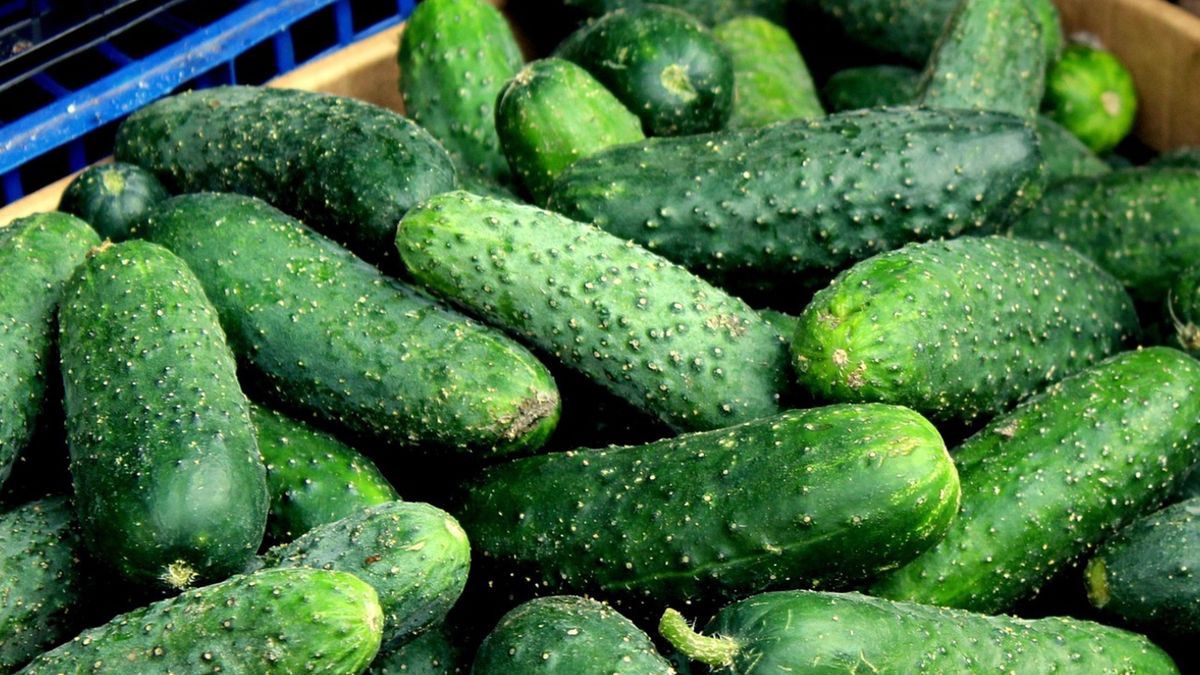 Wysokie ceny ogórków. Plantatorzy zmagają się z problemami