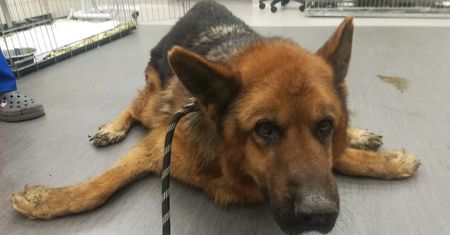 Wrocław. Kara za znęcanie. Zapadł wyrok w sprawie Nestora