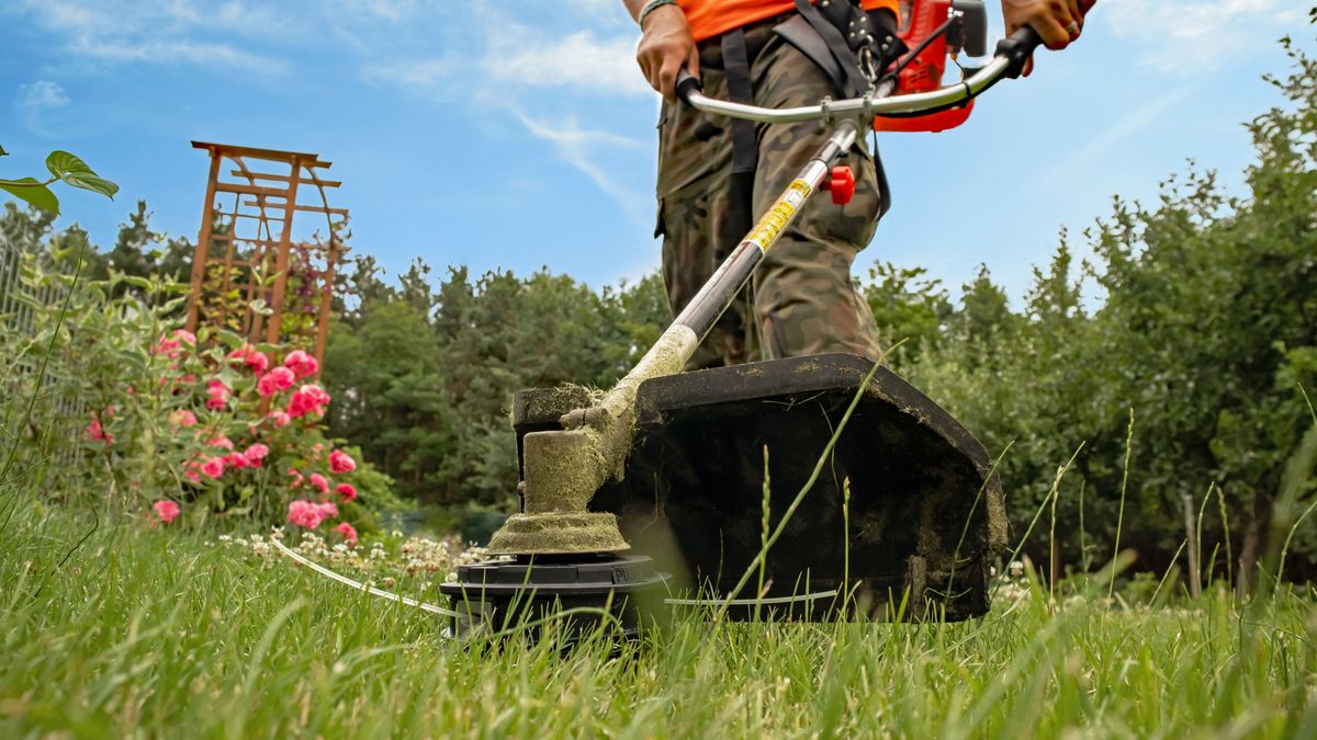 Zarzuty dla ogrodnika z Olsztyna 