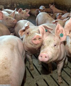 Rząd szykuje bubel prawny? Zbudują chlewnię obok ciebie i nikt się temu nie sprzeciwi