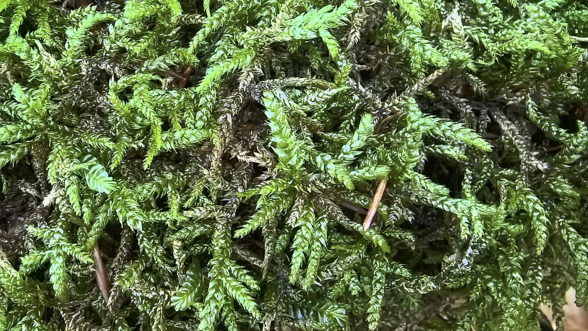 Leśniak pirenejski w obiektywie leśnika.