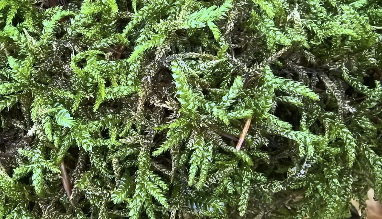 Leśnik aż wyjął telefon. "Rzadki gatunek". Niosą się ujęcia