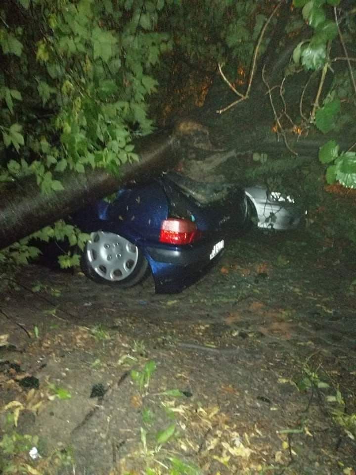 Zmiażdżone przez drzewo auto