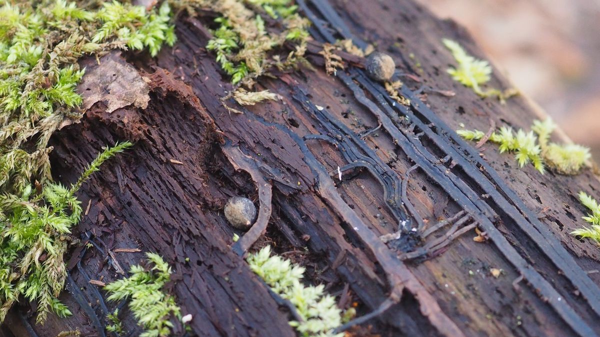 Niezwykłe zjawisko w polskich lasach