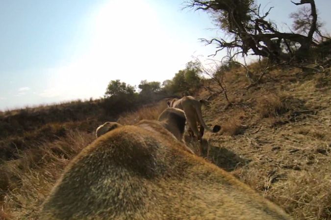 Film dnia: Z kamerą wśród zwierząt. GoPro na grzbiecie lwicy pokazuje polowanie z jej perspektywy