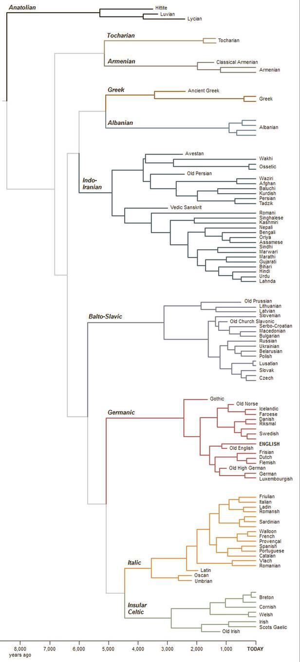 Drzewo genealogiczne języków indoeuropejskich (Fot. NYT)