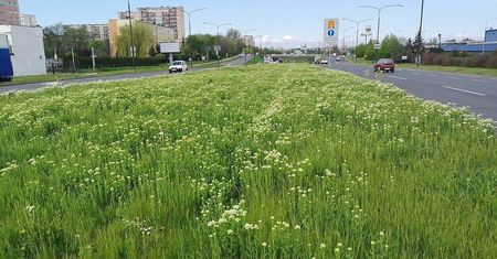Lublin ogranicza koszenie i stawia na łąki kwietne w pasach drogowych