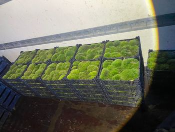 Krasna: 60-latek zatrzymany z 53 skrzyniami mchu w dostawczaku