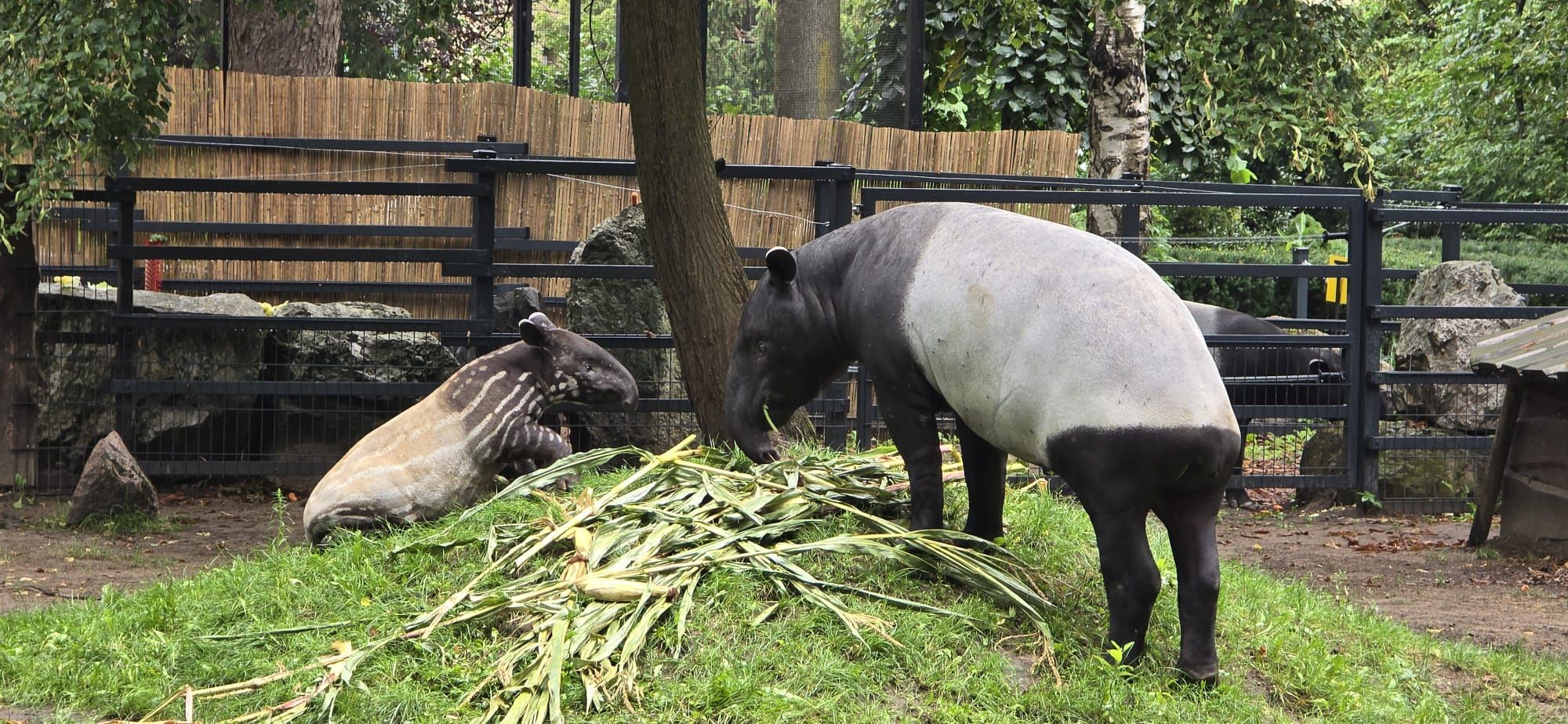 Tapir Baby Shower