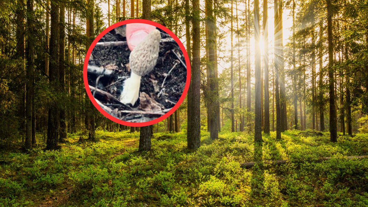 Dostrzegł pierwszego smardza w lesie.