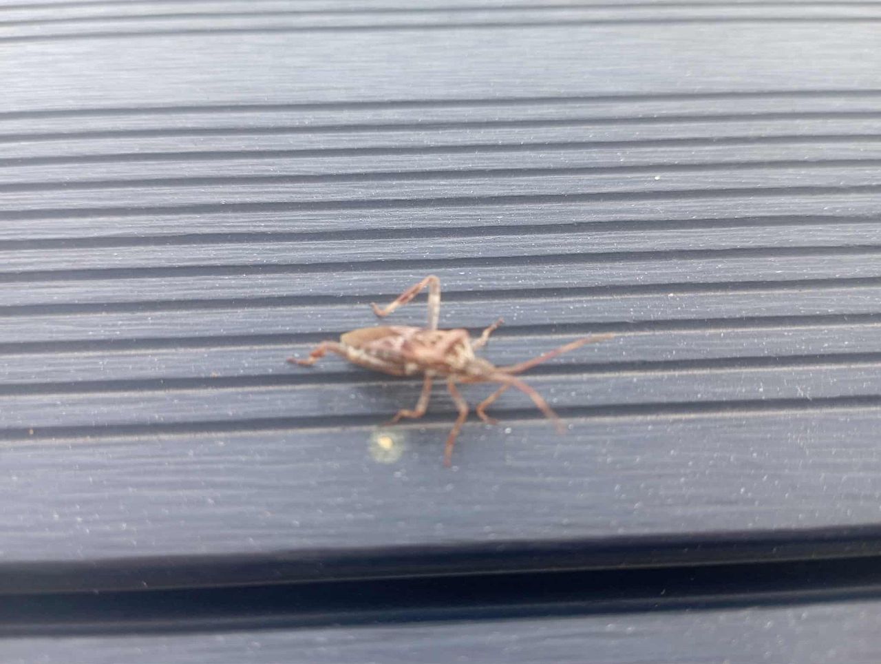 Wtyki amerykańskie szturmują domy. Gdzie się chowają?