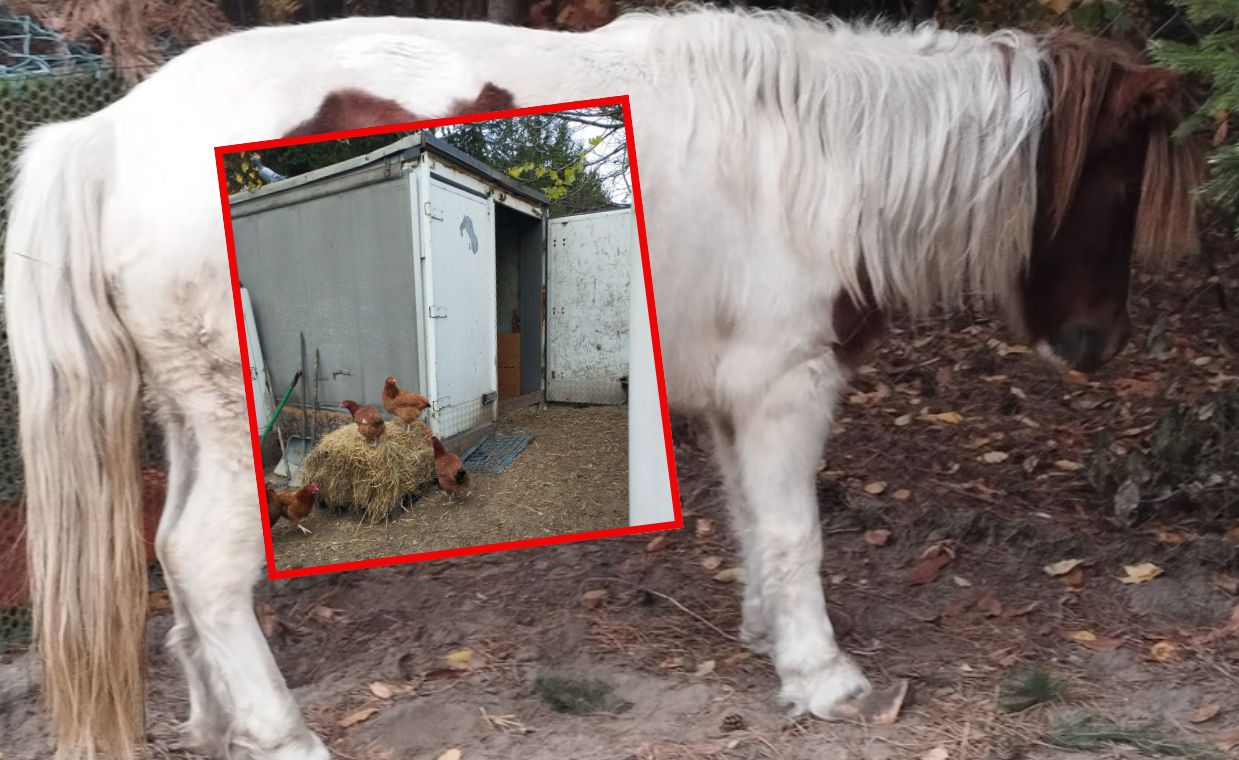 Trzymał konie w chłodni samochodowej. Dramatyczna interwencja