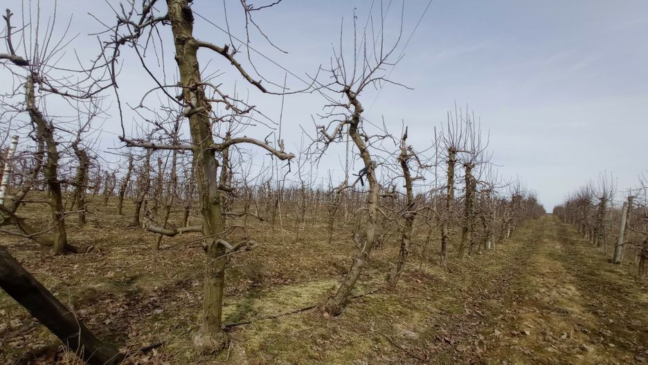 Pomoc dla rolników poszkodowanych przez przymrozki i grad