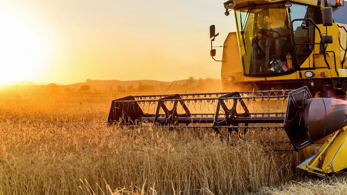 Tragedia podczas zbioru kukurydzy. Zdjęcie ilustracyjne. 